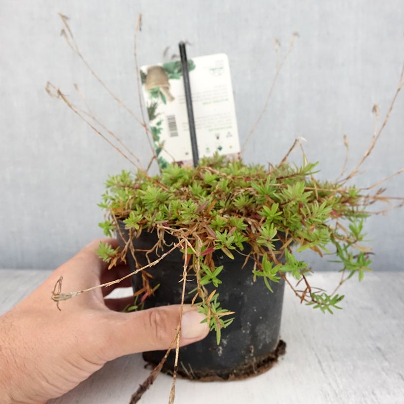 Spécimen de Dianthus deltoides - Oeillet à delta Pot de 1,5L/2L tel que livré en été