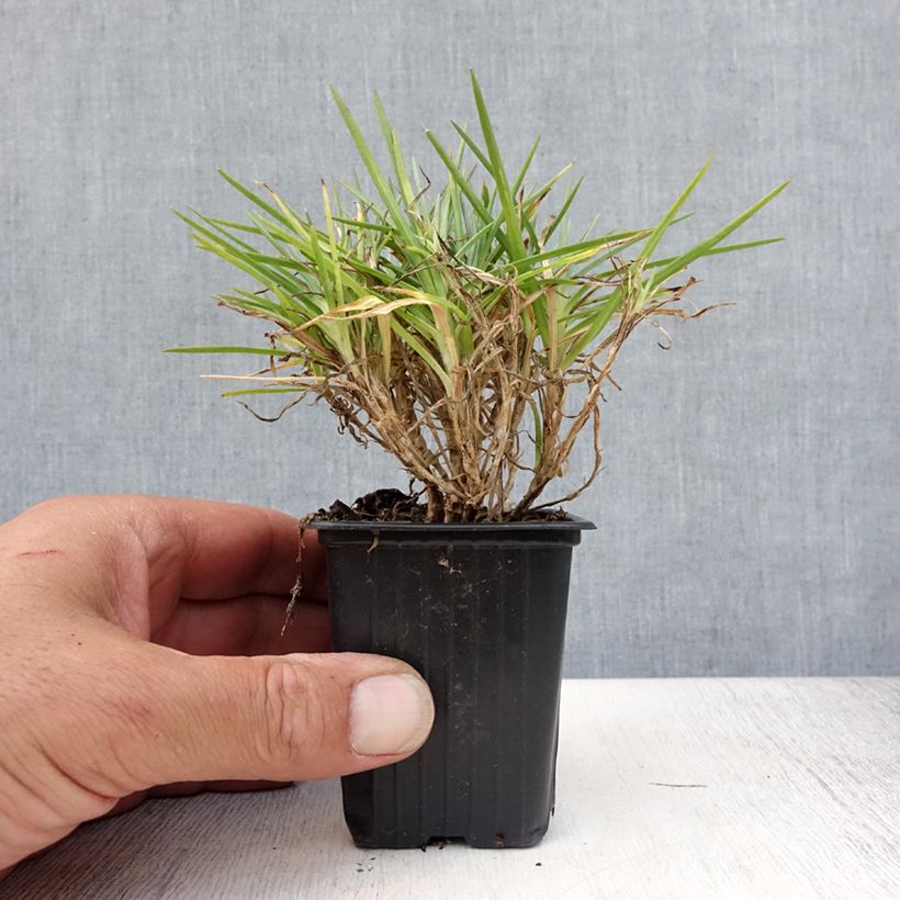 Spécimen de Dianthus Evening Star - Oeillet nain Godet de 7/8 cm tel que livré en été