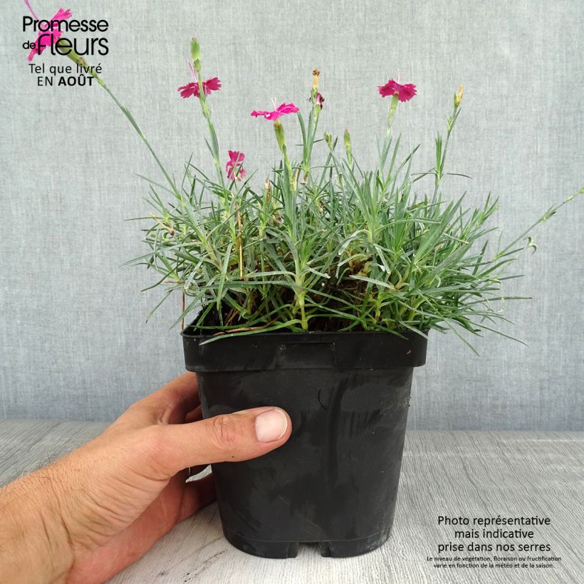 Spécimen de Dianthus gratianopolitanus Badenia - oeillet de pentecôte rouge Pot de 2L/3L tel que livré en été