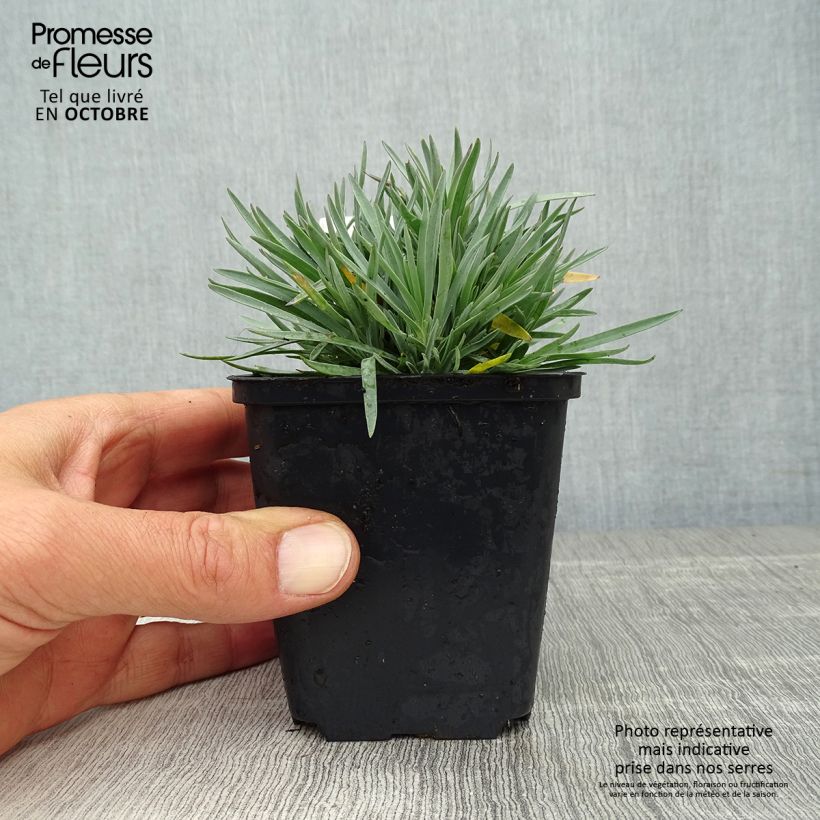 Spécimen de Dianthus gratianopolitanus Bombardier - Oeillet de pentecôte Godet de 8/9 cm tel que livré en automne