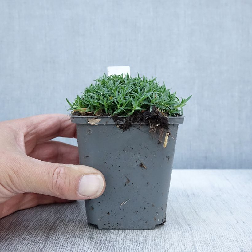 Spécimen de Dianthus La Bourboule Alba - Oeillet Godet de 8/9 cm tel que livré en automne