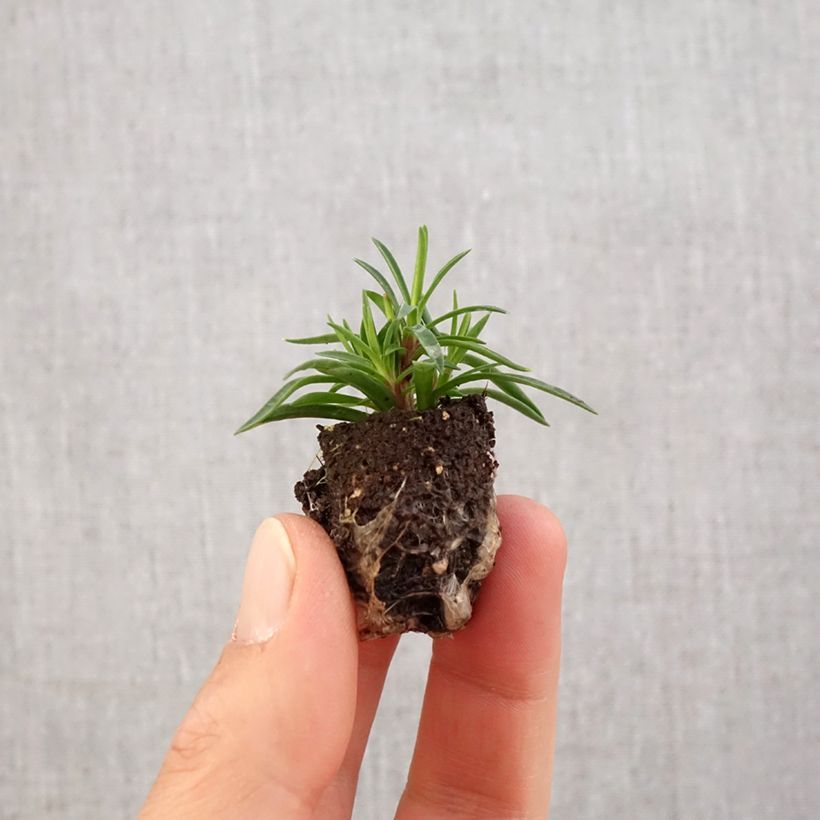 Spécimen de Dianthus Merci Fleuri - Œillet mignardise - Mini-motte Ø 1,5/2,5 cm tel que livré au printemps