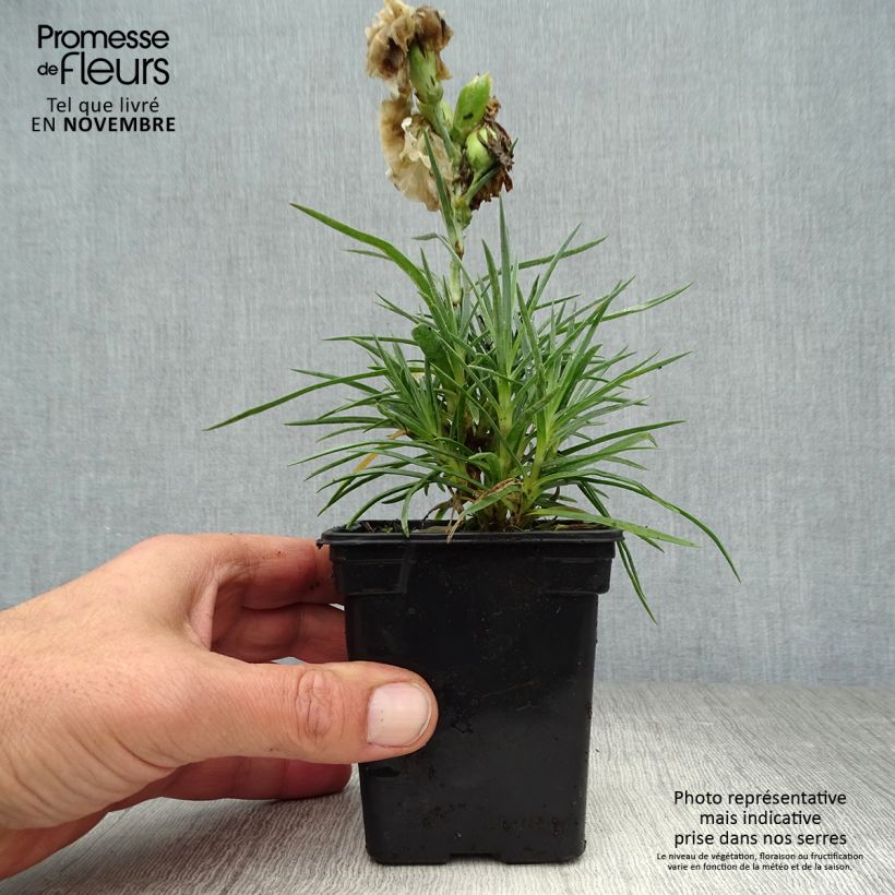 Spécimen de Dianthus plumarius Devon Dove - Oeillet mignardise. Godet de 7/8 cm tel que livré en automne