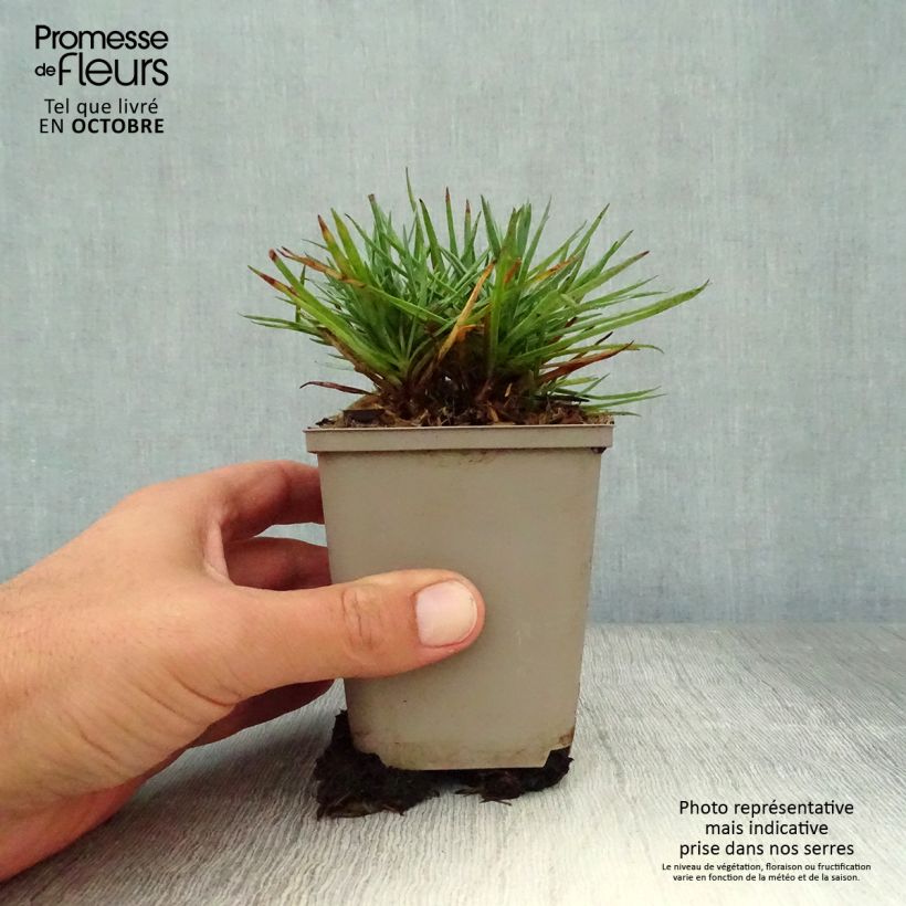 Spécimen de Dianthus plumarius Munot -Oeillet mignardise tel que livré en automne