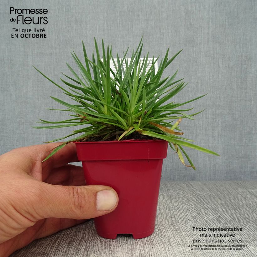 Spécimen de Dianthus plumarius Passion Hot Red - Œillet mignardise Godet de 8/9 cm tel que livré en automne