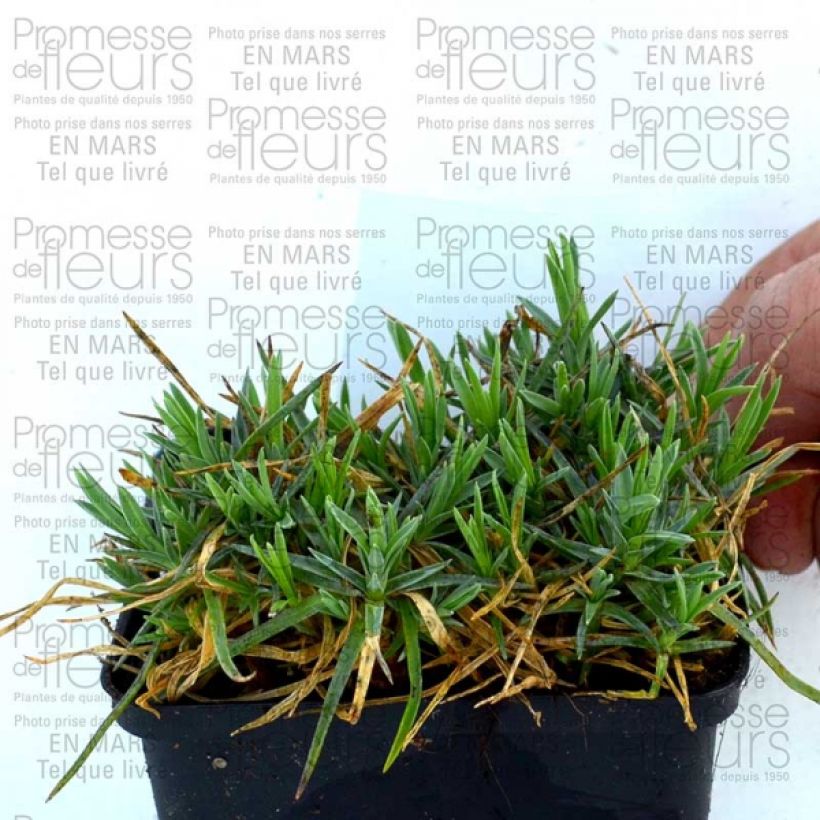 Exemple de spécimen de Dianthus plumarius Pike's Pink - Oeillet mignardise rose Godet de 9cm tel que livré