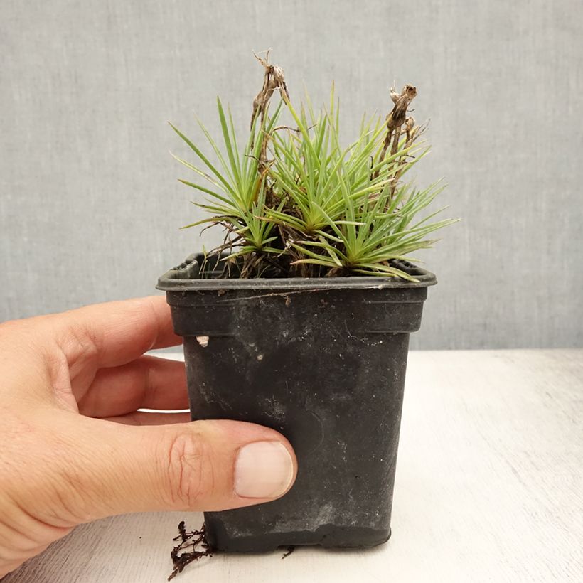 Spécimen de Dianthus plumarius Scent First Coconut Sundae - Oeillet mignardise Godet de 7/8 cm tel que livré en été