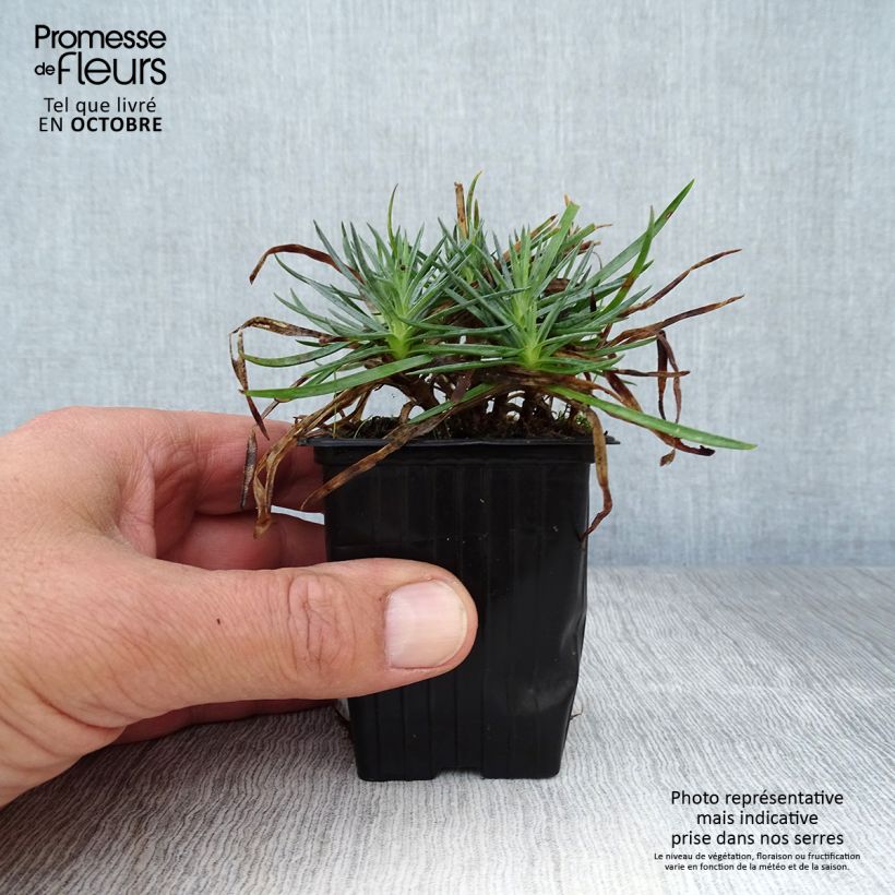 Spécimen de Dianthus plumarius Scent First Iced Gem - Oeillet mignardise Godet de 7/8 cm tel que livré en automne