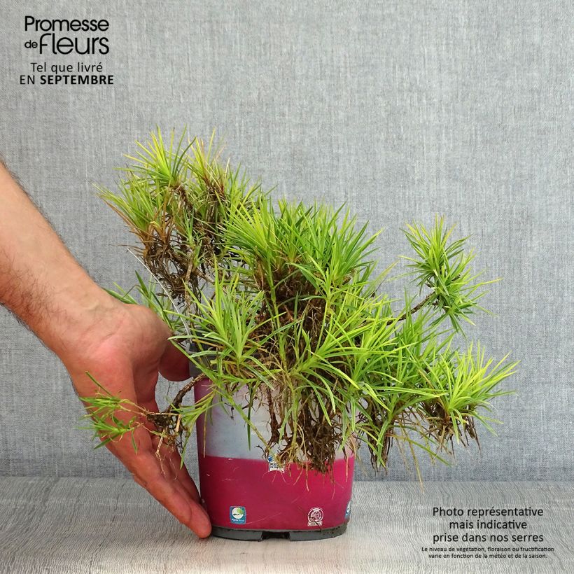 Spécimen de Dianthus plumarius Scent First Raspberry Sundae - Oeillet mignardise Pot de 2L/3L tel que livré en été