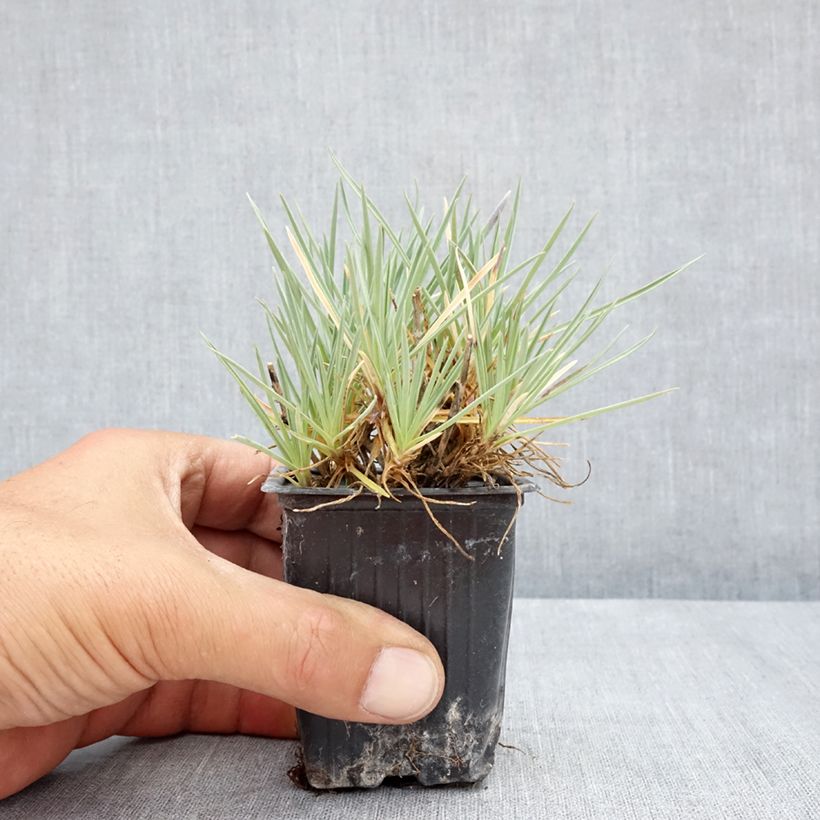 Spécimen de Dianthus Pop Star - Oeillet nain Godet de 8/9 cm tel que livré en été