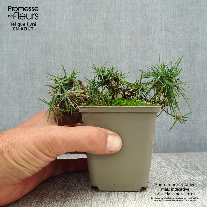 Spécimen de Dianthus spiculifolius, Oeillet Godet de 8/9 cm tel que livré en été