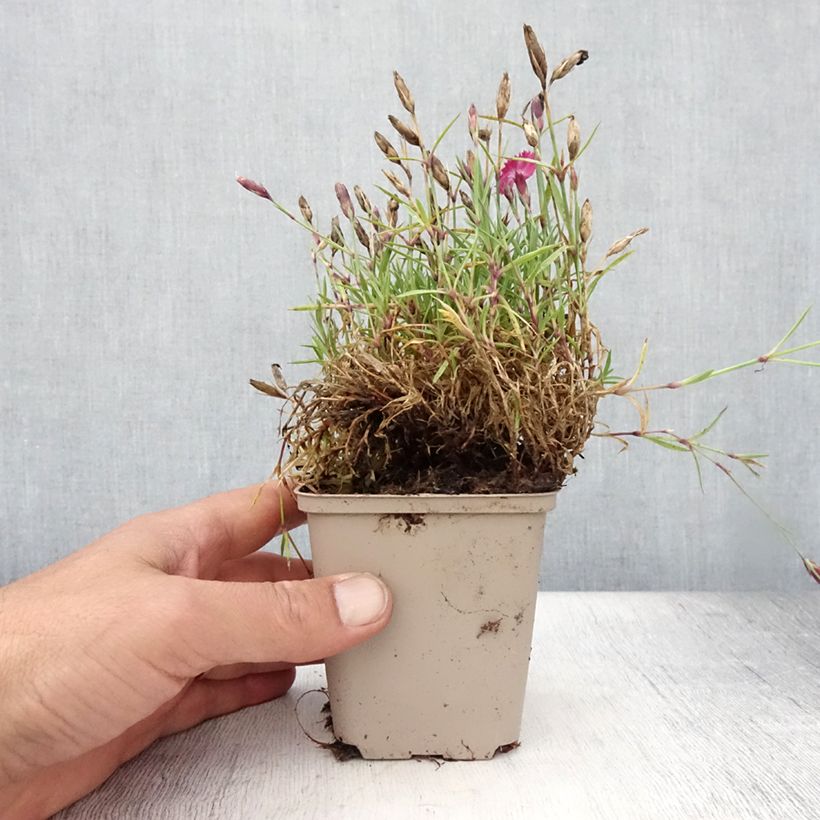 Spécimen de Dianthus Vivid Bright Light - Oeillet tapissant Godet de 8/9 cm tel que livré en été