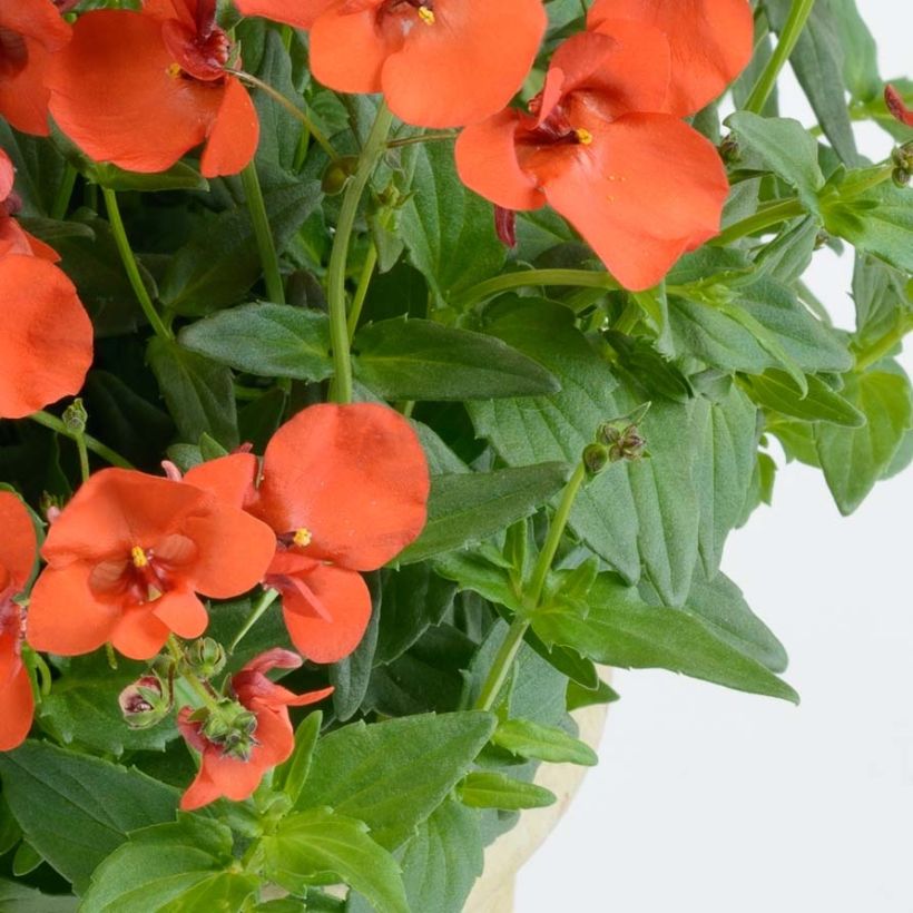 Diascia Breezee Plus Orange (Feuillage)