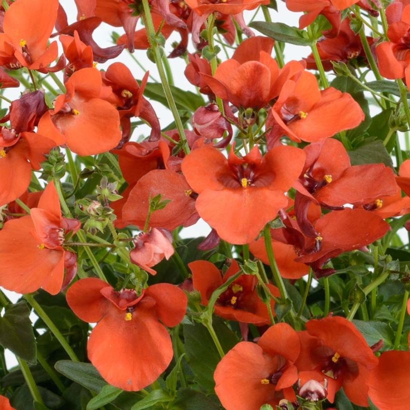 Diascia Breezee Plus Orange (Floraison)