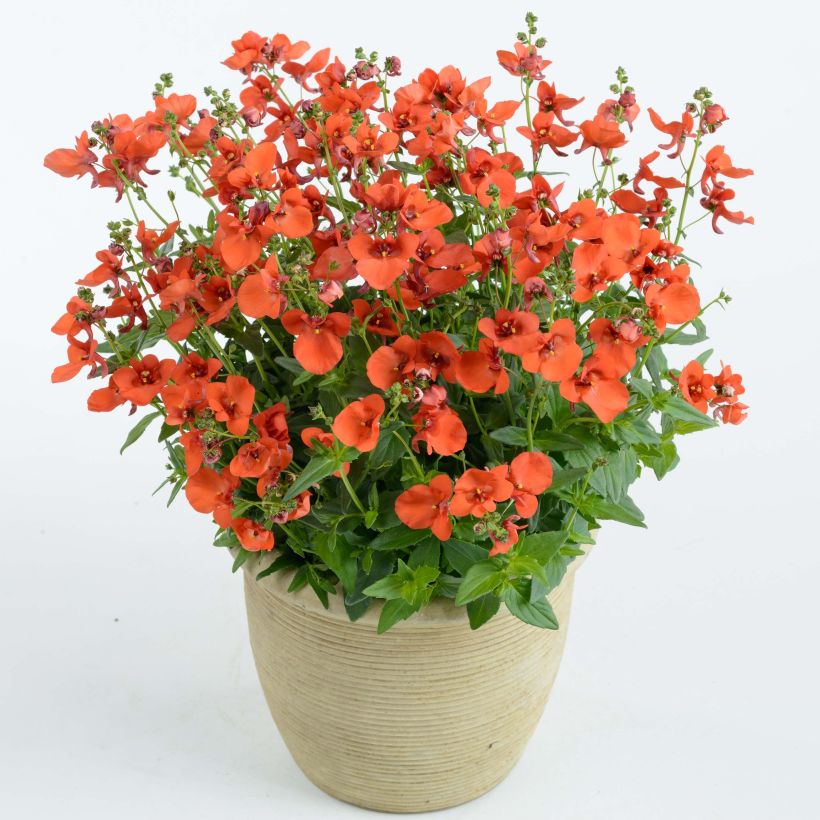 Diascia Breezee Plus Orange (Port)