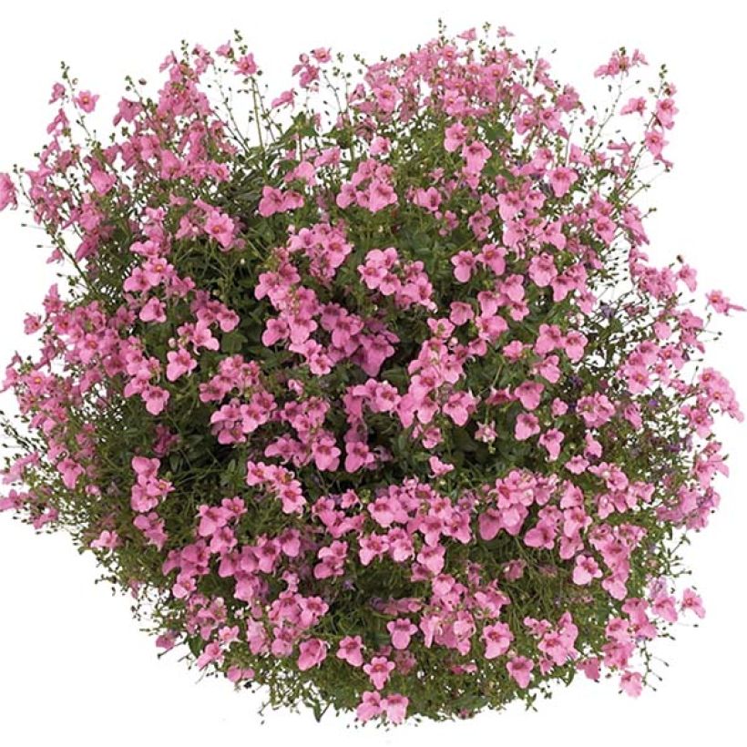 Diascia Breezee Plus Pink (Floraison)