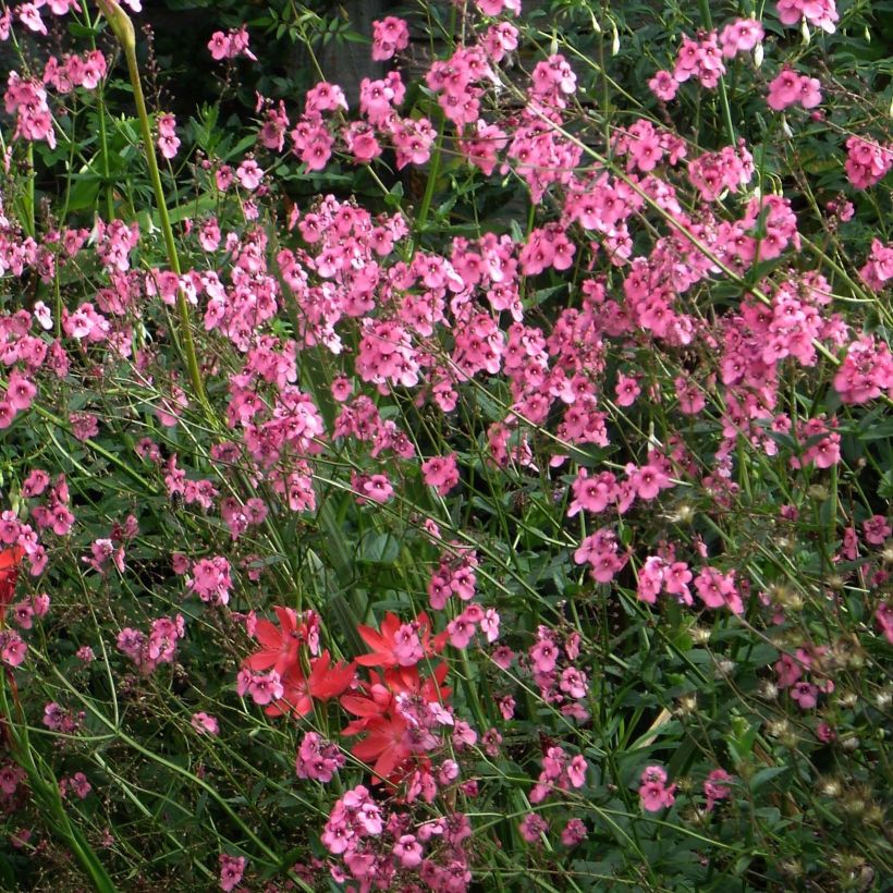 Diascia personata - Diascie (Floraison)