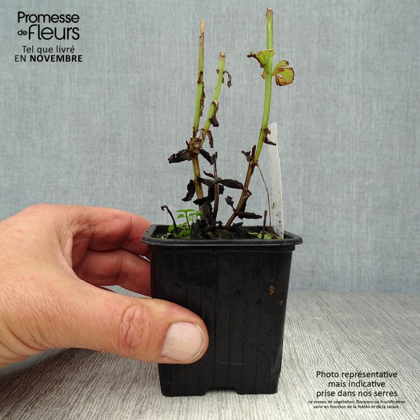 Spécimen de Diascia personata - Diascie Godet de 8/9 cm tel que livré en automne
