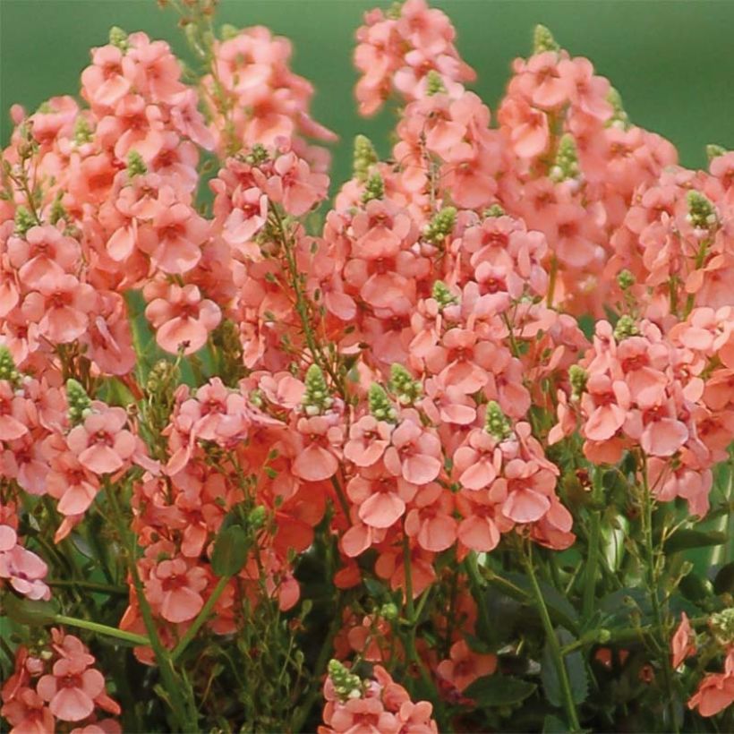 Diascia Sundascia Up Peach - Diascie orange (Floraison)