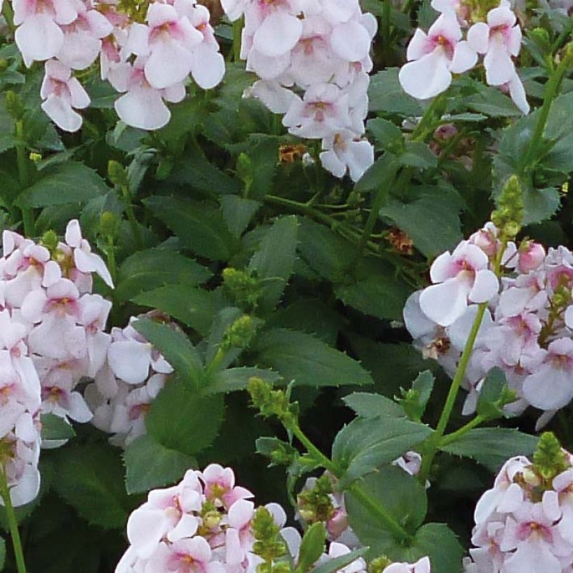 Diascia Sundascia Up Sakura Pink - Diascie blanche à coeur rose (Feuillage)