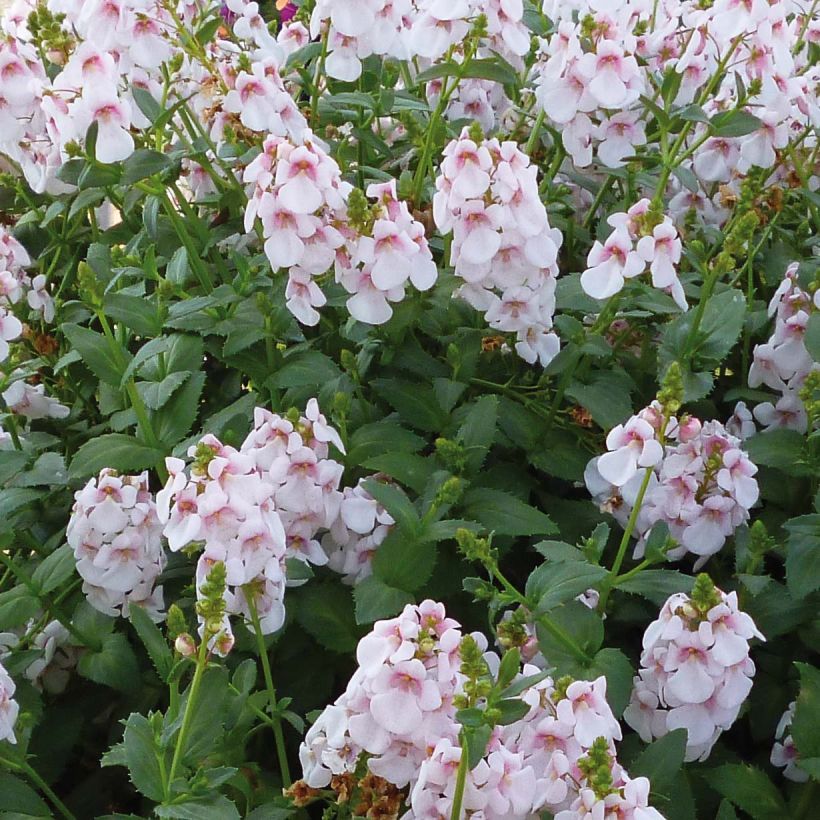 Diascia Sundascia Up Sakura Pink - Diascie blanche à coeur rose (Floraison)