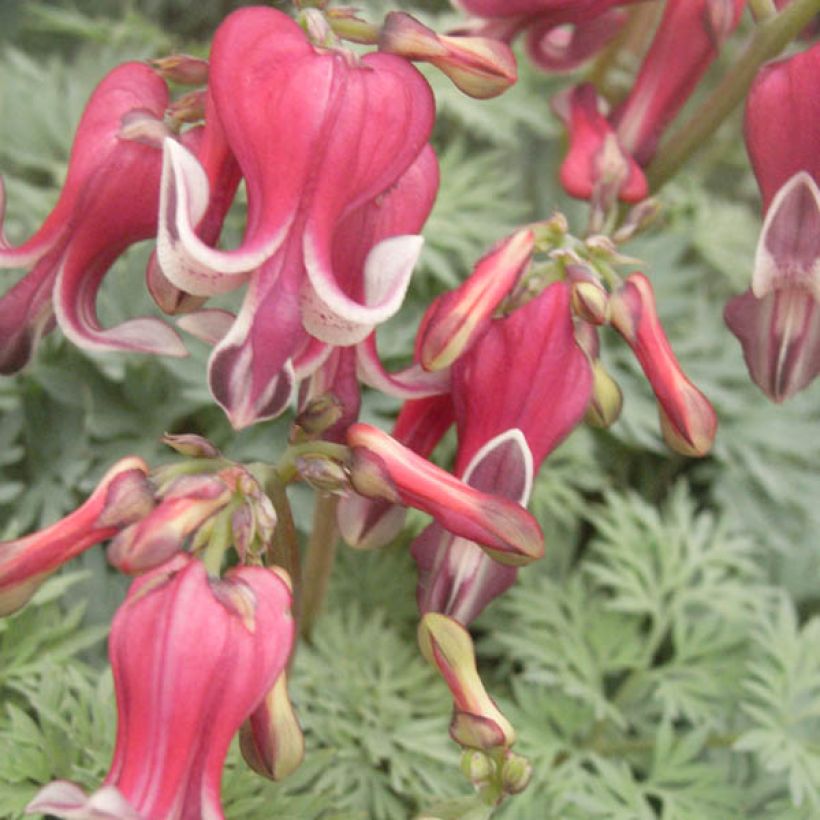 Coeur de Marie - Dicentra King of Hearts (Floraison)