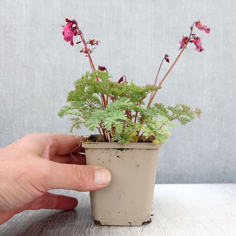 Spécimen de Dicentra Pink Diamonds - Coeur de Marie Godet de 8/9 cm tel que livré au printemps