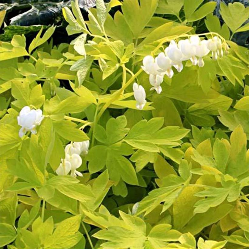 Coeur de Marie - Dicentra spectabilis White Gold (Floraison)