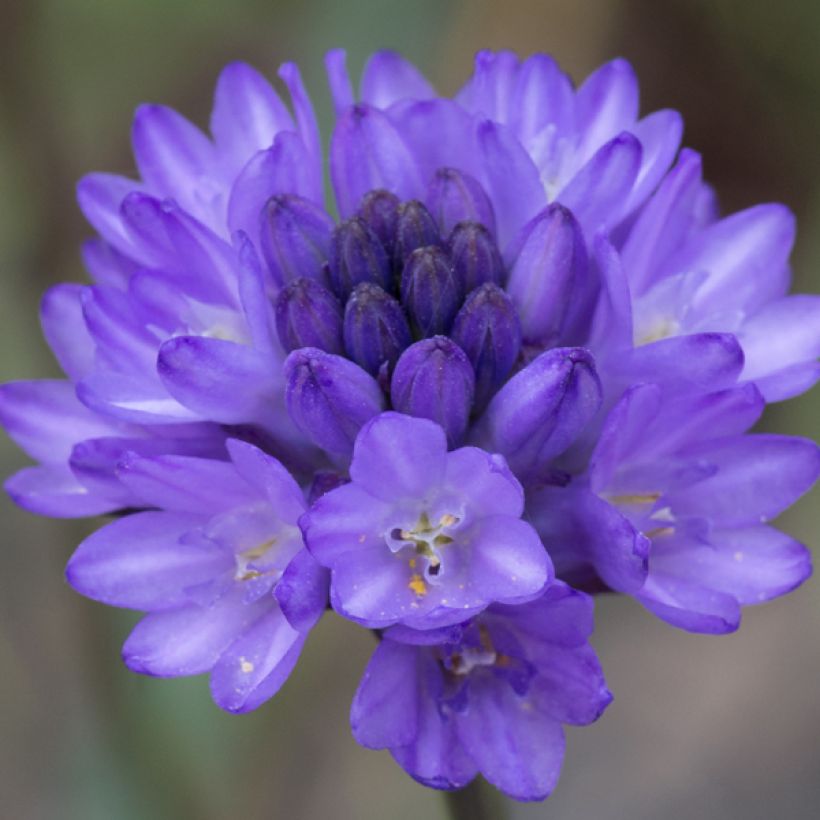 Dichelostemma congestum (Floraison)