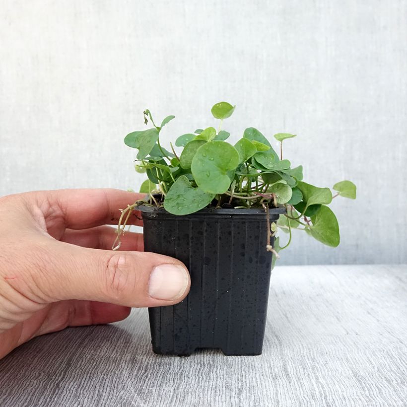Spécimen de Dichondra repens - Dichondra rampant Godet de 8/9 cm tel que livré en automne