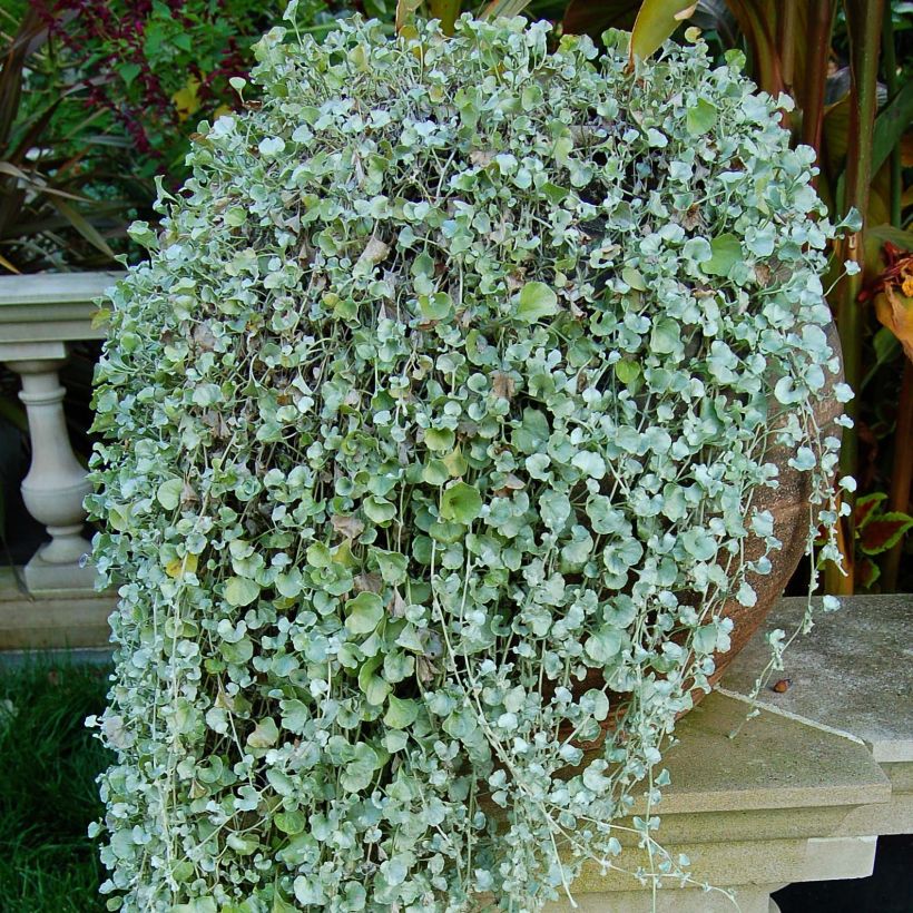 Dichondra Silver Falls   (Feuillage)