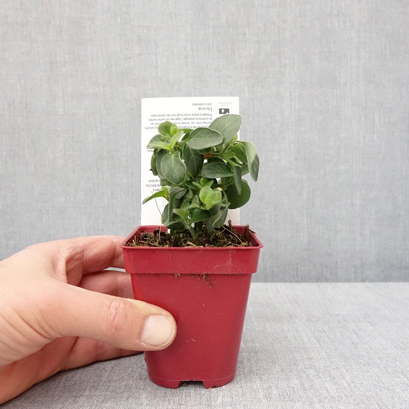 Spécimen de Dicliptera suberecta - Justicia ou Jacobinia squarrosa Godet de 8/9 cm tel que livré en hiver
