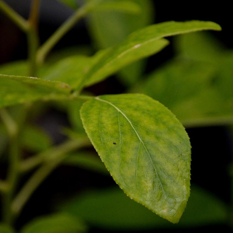 Dictamnus albus - Fraxinelle (Feuillage)