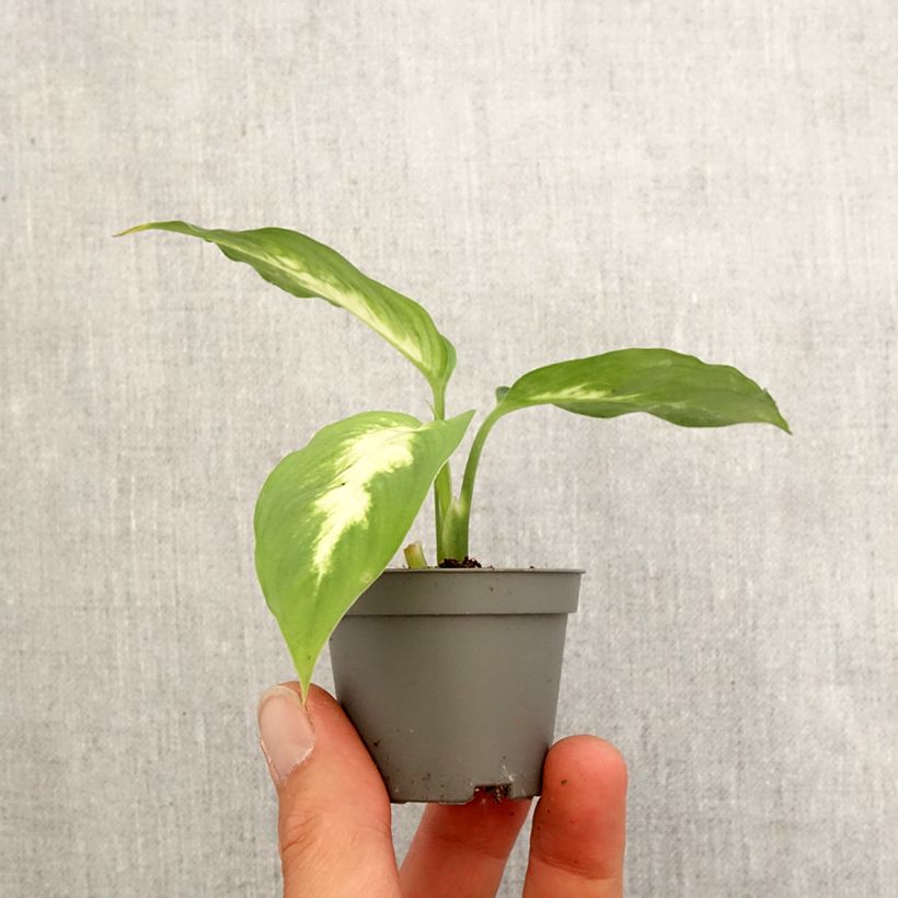 Spécimen de Dieffenbachia Camilla Mini-plante tel que livré au printemps