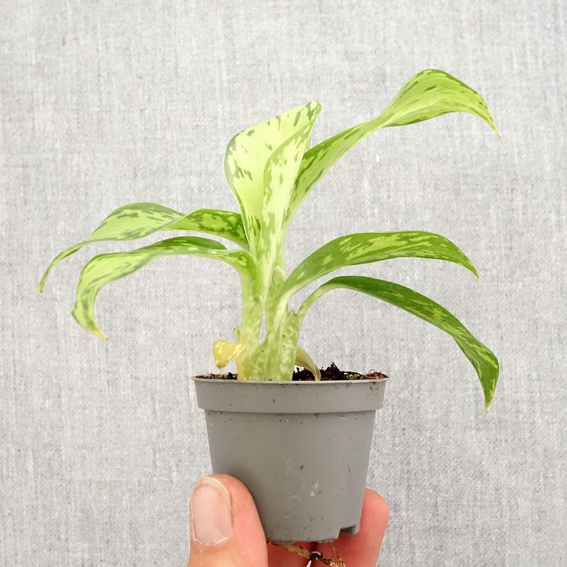 Spécimen de Dieffenbachia Crocodile Mini-plante tel que livré au printemps
