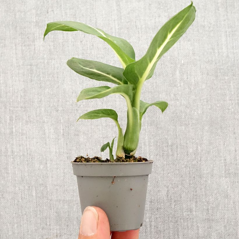 Spécimen de Dieffenbachia Sterling Mini-plante tel que livré au printemps
