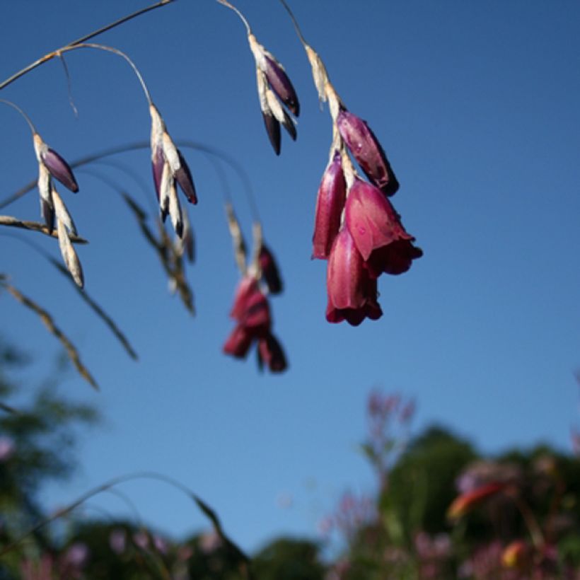 Canne à pêche des anges - Dierama Blackberry Bells (Floraison)