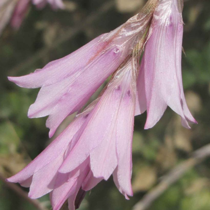 Canne à pêche des anges - Dierama Pink Rocket (Floraison)