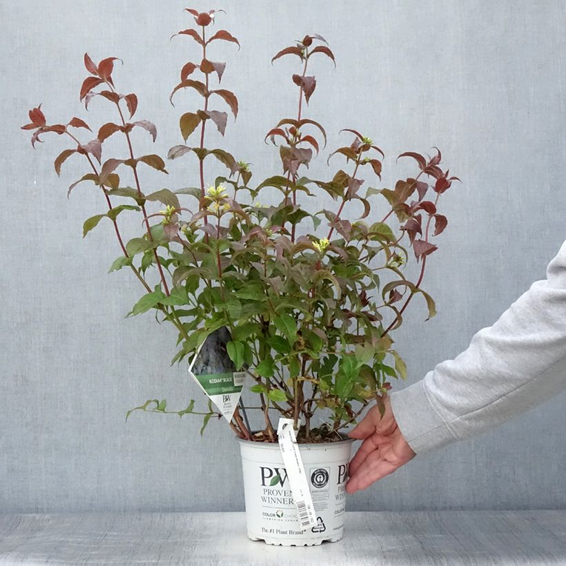 Spécimen de Diervilla Kodiak Black Pot de 2L/3L tel que livré en été