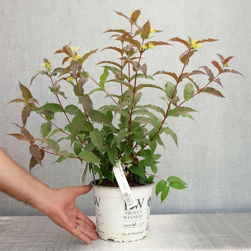 Spécimen de Diervilla Kodiak Red Pot de 2L/3L tel que livré en été