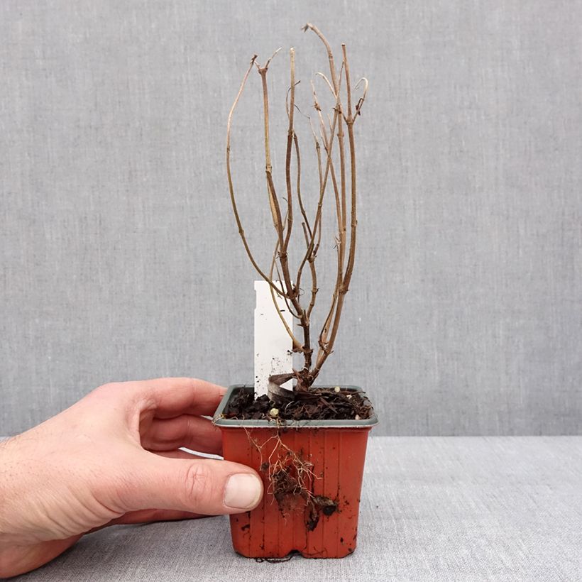 Spécimen de Diervilla rivularis Troja Black - Diervillée Godet de 8/9 cm tel que livré en hiver