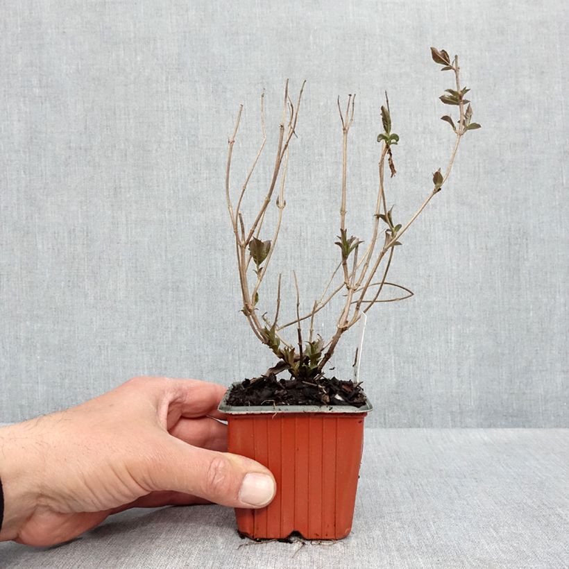 Spécimen de Diervilla rivularis Troja Black - Diervillée - Godet de 8/9 cm tel que livré au printemps