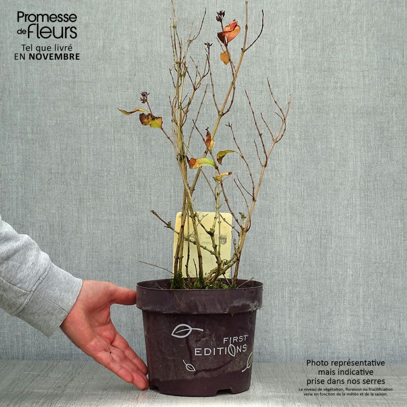 Spécimen de Diervilla sessilifolia Cool Splash Pot de 3L/4L tel que livré en automne