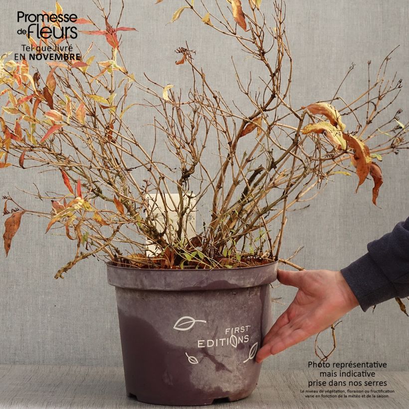 Spécimen de Diervilla sessilifolia Cool Splash Pot de 7,5L/10L tel que livré en automne
