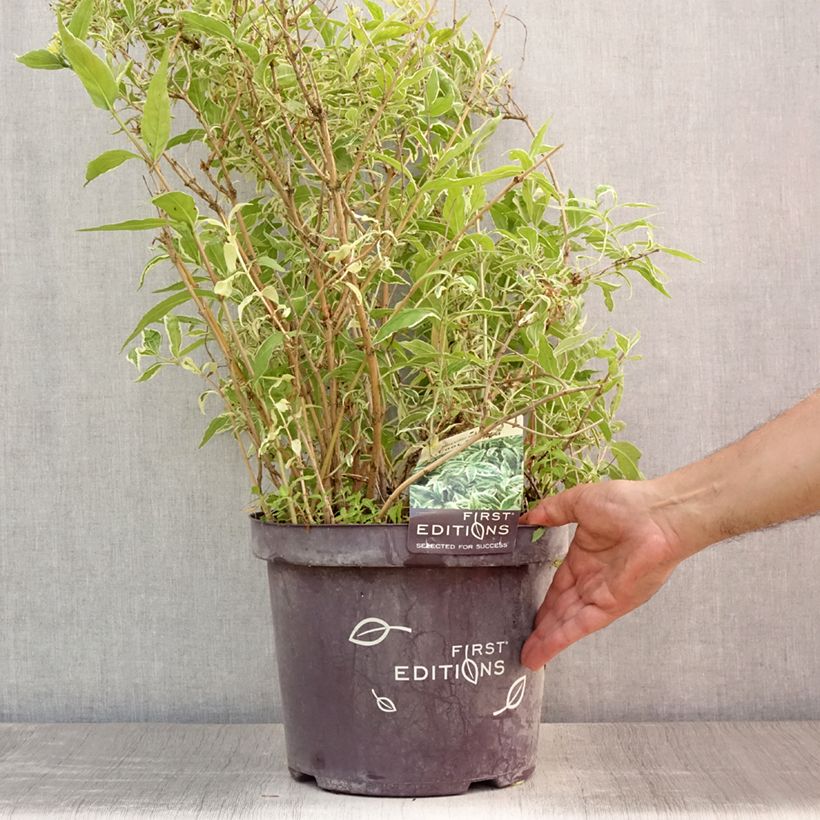 Spécimen de Diervilla sessilifolia Cool Splash Pot de 7,5L/10L tel que livré en été
