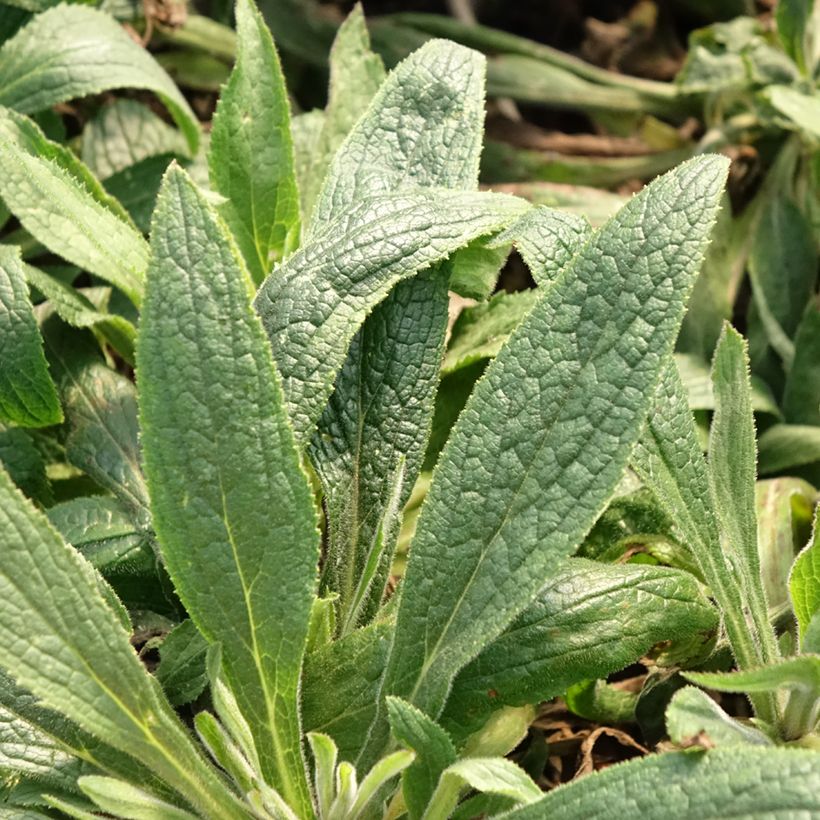 Digiplexis Illumination Raspberry - Digitalis hybride (Feuillage)