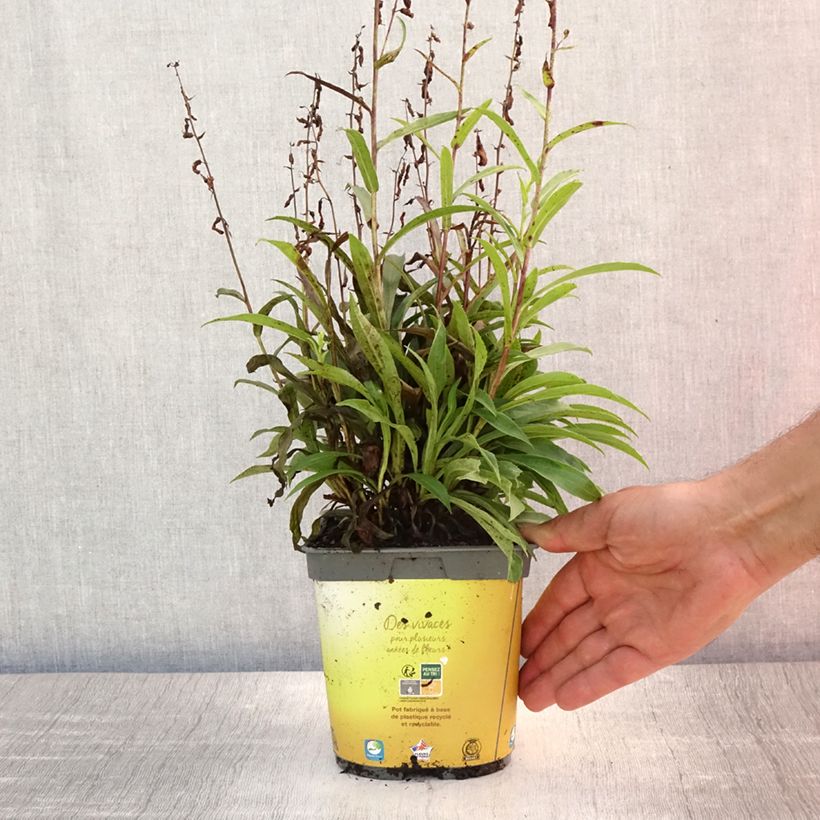 Spécimen de Digitale - Digitalis hybride Goldcrest Pot de 1,5L/2L tel que livré en été