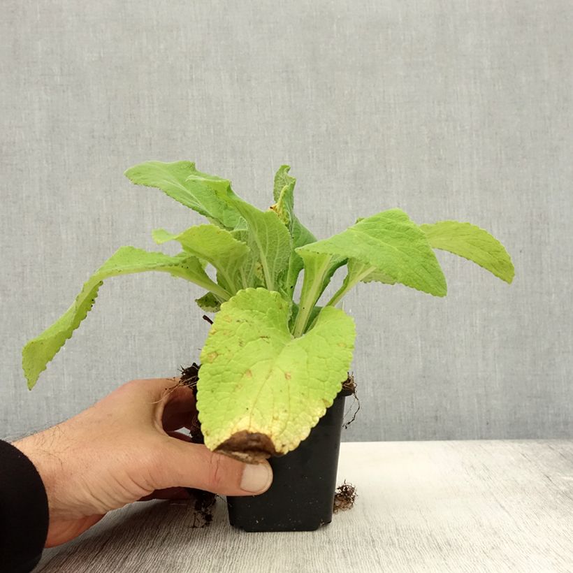 Spécimen de Digitale - Digitalis purpurea Monstrosa  Godet de 8/9 cm tel que livré en automne