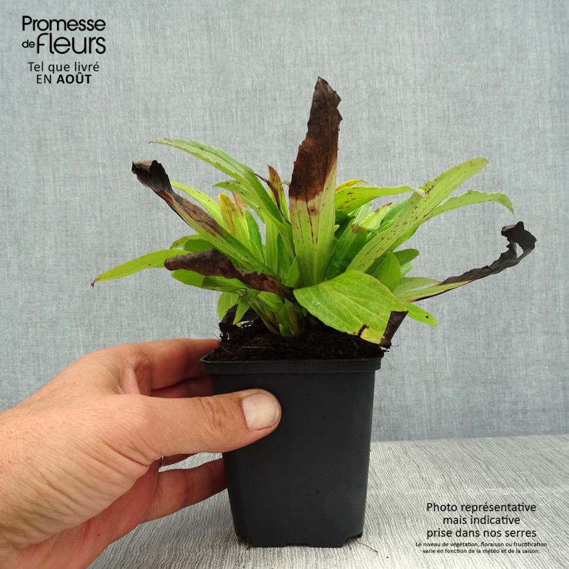 Spécimen de Digitale ferrugineuse - Digitalis ferruginea Gigantea Godet de 8/9 cm tel que livré en été