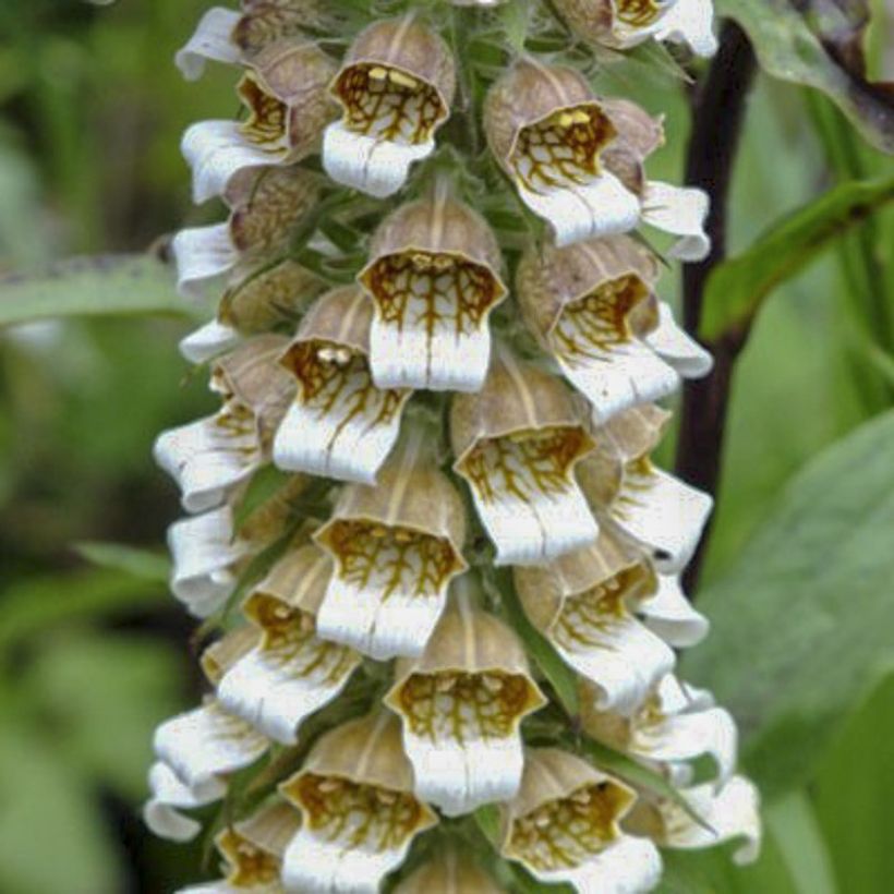 Digitale laineuse Café Crème - Digitalis lanata (Floraison)